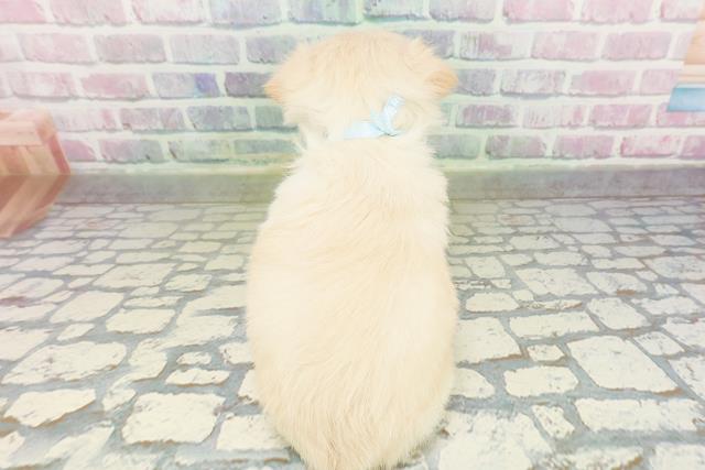 広島県のチワワ(ロング) (Coo&RIKU広島北店/2026年3月11日生まれ/男の子/クリーム)の子犬の4枚目の画像