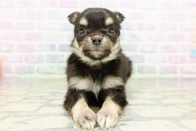東京都のチワワ(ロング) (Coo&RIKU八王子西店/2026年3月11日生まれ/女の子/ブラックタン)の子犬