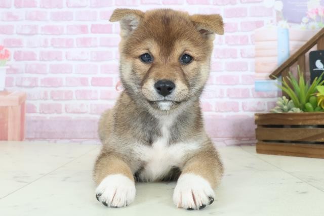 長崎県の柴犬(標準サイズ) (Coo&RIKU大村店/2025年8月17日生まれ/女の子/赤)の子犬の1枚目の画像