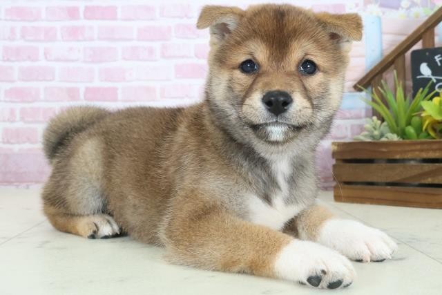 長崎県の柴犬(標準サイズ) (Coo&RIKU大村店/2025年8月17日生まれ/女の子/赤)の子犬の2枚目の画像