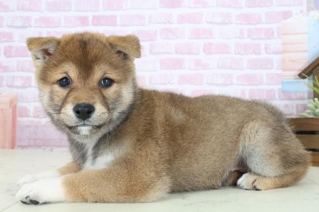 長崎県の柴犬(標準サイズ) (Coo&RIKU大村店/2025年8月17日生まれ/女の子/赤)の子犬の3枚目の画像