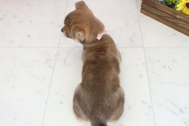 長崎県の柴犬(標準サイズ) (Coo&RIKU大村店/2025年8月17日生まれ/女の子/赤)の子犬の4枚目の画像