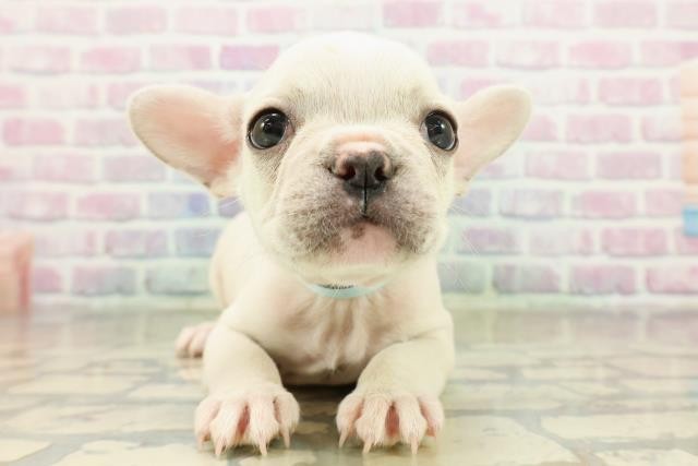 東京都のフレンチブルドッグ (Coo&RIKU立川店/2025年11月17日生まれ/男の子/クリーム)の子犬の1枚目の画像