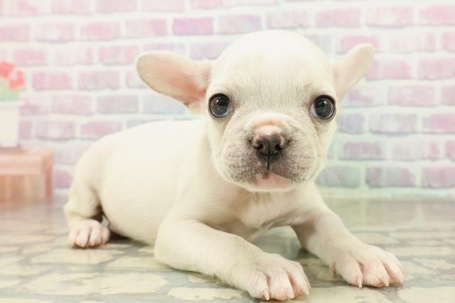 東京都のフレンチブルドッグ (Coo&RIKU立川店/2025年11月17日生まれ/男の子/クリーム)の子犬の3枚目の画像