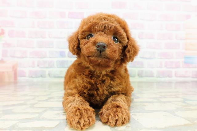岩手県のトイプードル(トイ) (Coo&RIKU一関店/2026年3月15日生まれ/女の子/レッド)の子犬の1枚目の画像