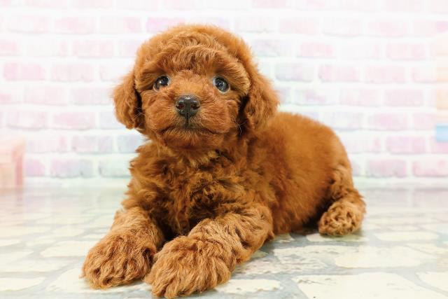 岩手県のトイプードル(トイ) (Coo&RIKU一関店/2026年3月15日生まれ/女の子/レッド)の子犬の2枚目の画像