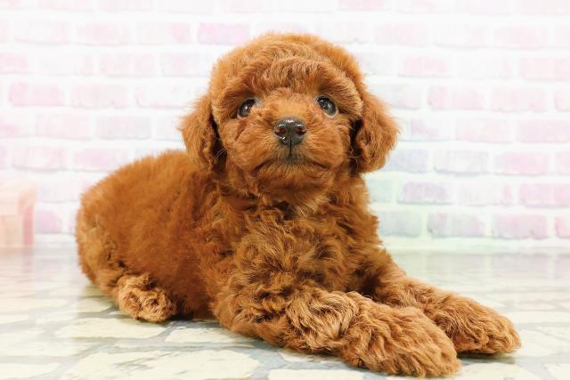 岩手県のトイプードル(トイ) (Coo&RIKU一関店/2026年3月15日生まれ/女の子/レッド)の子犬の3枚目の画像