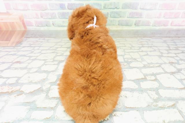 岩手県のトイプードル(トイ) (Coo&RIKU一関店/2026年3月15日生まれ/女の子/レッド)の子犬の4枚目の画像