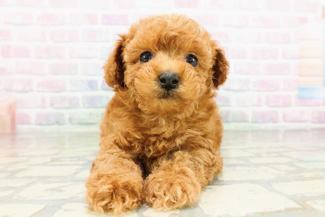 北海道のトイプードル(トイ) (Coo&RIKU札幌東店/2026年3月15日生まれ/男の子/レッド)の子犬の1枚目の画像