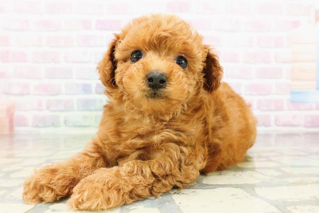 北海道のトイプードル(トイ) (Coo&RIKU札幌東店/2026年3月15日生まれ/男の子/レッド)の子犬の2枚目の画像