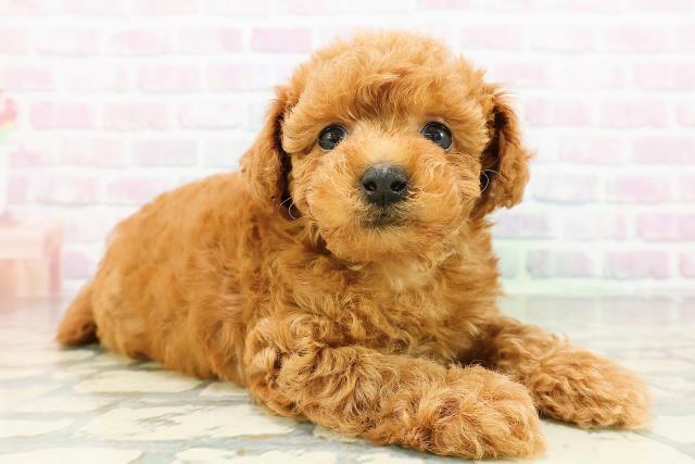 北海道のトイプードル(トイ) (Coo&RIKU札幌東店/2026年3月15日生まれ/男の子/レッド)の子犬の3枚目の画像