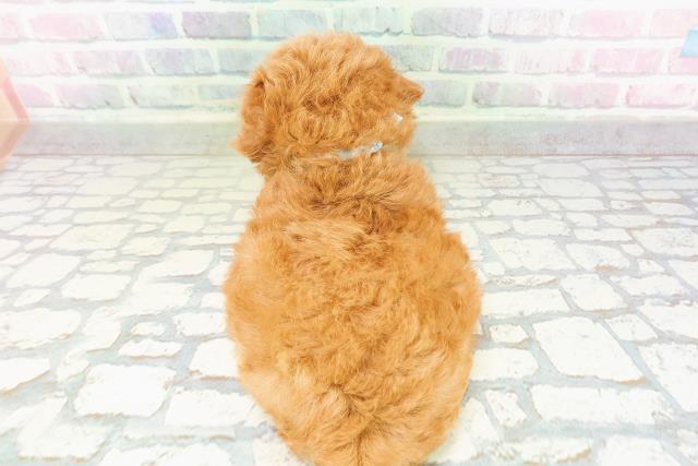 北海道のトイプードル(トイ) (Coo&RIKU札幌東店/2026年3月15日生まれ/男の子/レッド)の子犬の4枚目の画像