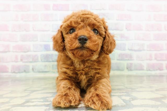 宮城県のトイプードル(トイ) (Coo&RIKUイオンタウン古川店/2026年3月15日生まれ/男の子/レッド)の子犬の1枚目の画像