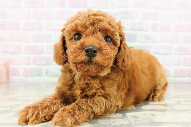 宮城県のトイプードル(トイ) (Coo&RIKUイオンタウン古川店/2026年3月15日生まれ/男の子/レッド)の子犬の2枚目の画像