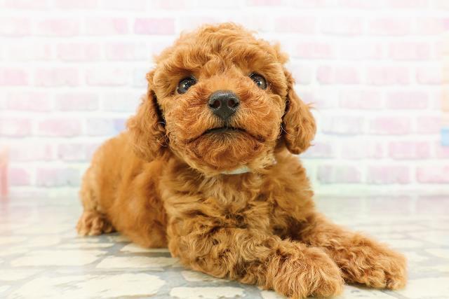 宮城県のトイプードル(トイ) (Coo&RIKUイオンタウン古川店/2026年3月15日生まれ/男の子/レッド)の子犬の3枚目の画像