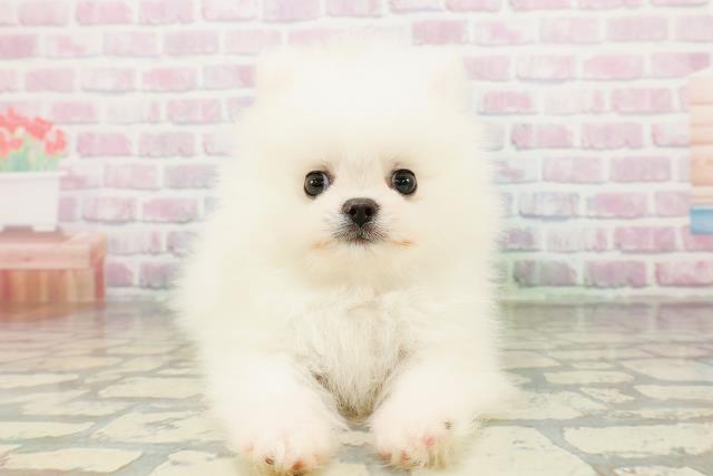 青森県のポメラニアン (Coo&RIKU八戸店/2026年3月13日生まれ/男の子/ホワイト)の子犬