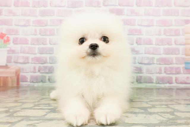 新潟県のポメラニアン (Coo&RIKU長岡店/2026年3月13日生まれ/女の子/ホワイト)の子犬