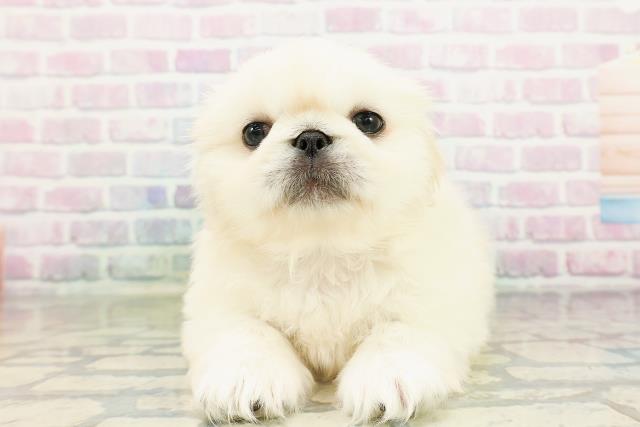 北海道のペキニーズ (Coo&RIKU札幌西店/2026年3月15日生まれ/男の子/クリーム)の子犬の1枚目の画像