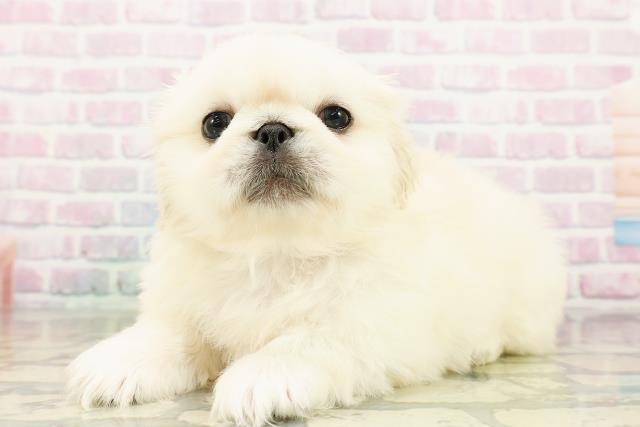 北海道のペキニーズ (Coo&RIKU札幌西店/2026年3月15日生まれ/男の子/クリーム)の子犬の2枚目の画像