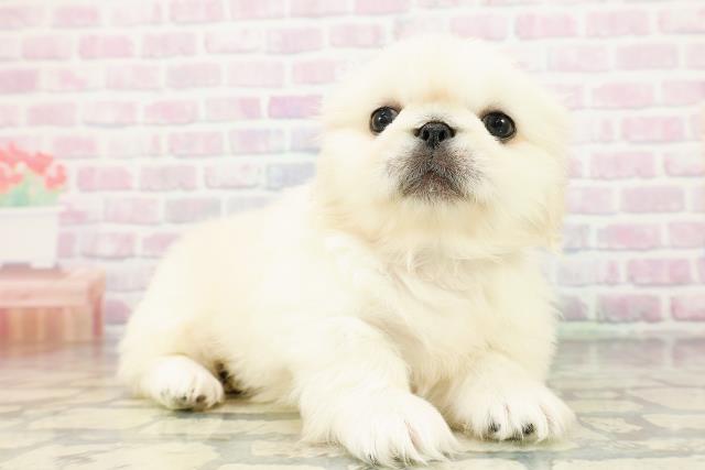 北海道のペキニーズ (Coo&RIKU札幌西店/2026年3月15日生まれ/男の子/クリーム)の子犬の3枚目の画像