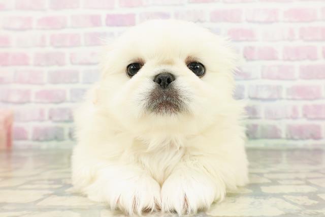 秋田県のペキニーズ (Coo&RIKU秋田店/2026年3月15日生まれ/男の子/クリーム)の子犬の1枚目の画像