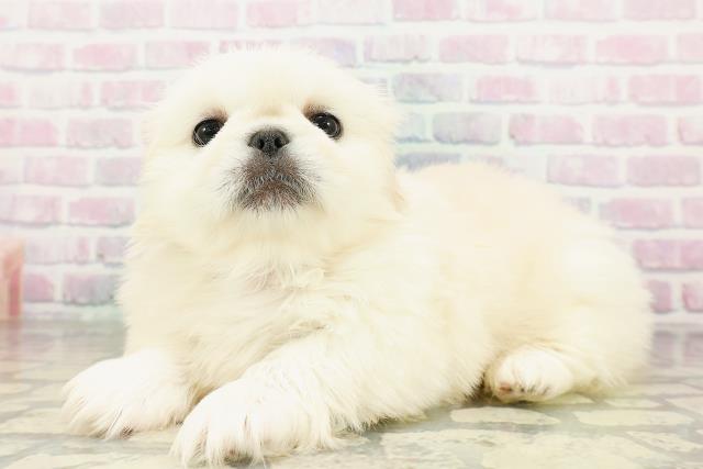 秋田県のペキニーズ (Coo&RIKU秋田店/2026年3月15日生まれ/男の子/クリーム)の子犬の2枚目の画像
