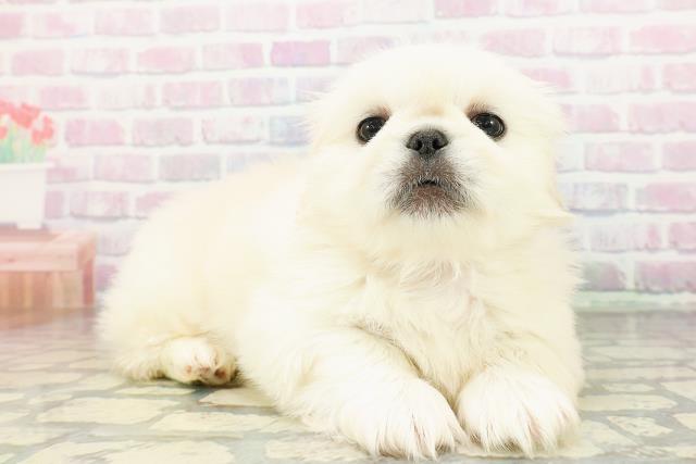秋田県のペキニーズ (Coo&RIKU秋田店/2026年3月15日生まれ/男の子/クリーム)の子犬の3枚目の画像
