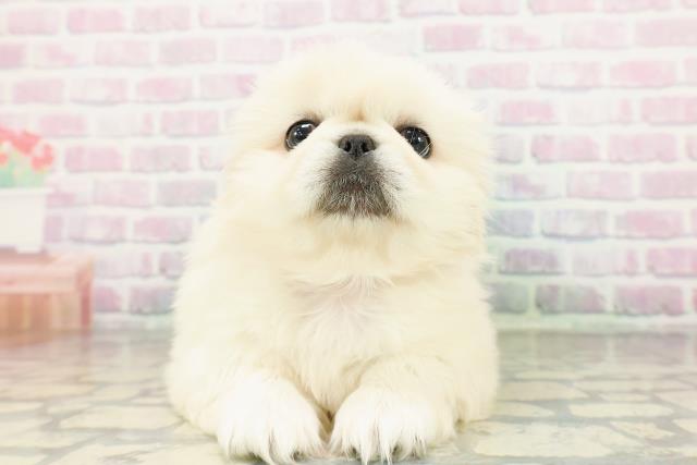 富山県のペキニーズ (Coo&RIKU富山店/2026年3月15日生まれ/女の子/クリーム)の子犬