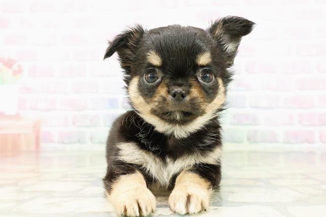 新潟県のチワワ(ロング) (Coo&RIKU長岡店/2026年3月12日生まれ/男の子/ブラックタン)の子犬