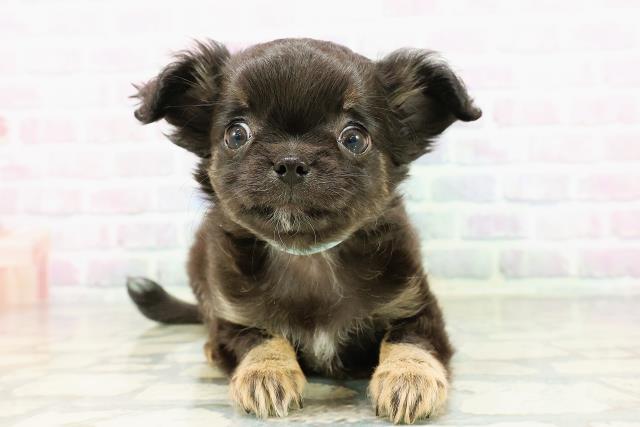 神奈川県のチワワ(ロング) (Coo&RIKU江の島店/2026年3月13日生まれ/男の子/ブラックタン)の子犬