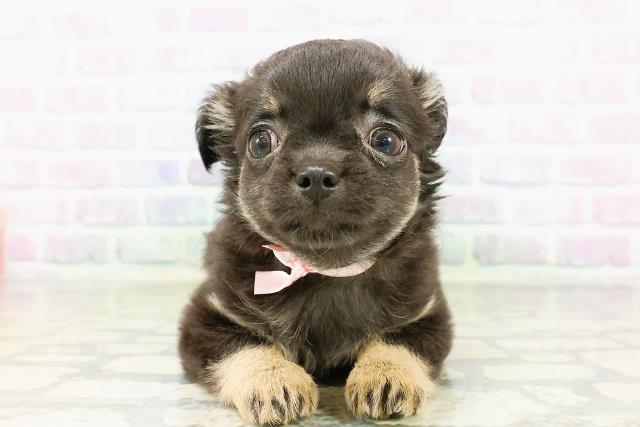 北海道のチワワ(ロング) (Coo&RIKU函館店/2026年3月13日生まれ/女の子/ブラックタン)の子犬の1枚目の画像