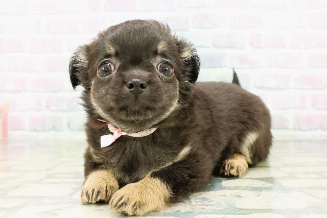 北海道のチワワ(ロング) (Coo&RIKU函館店/2026年3月13日生まれ/女の子/ブラックタン)の子犬の2枚目の画像