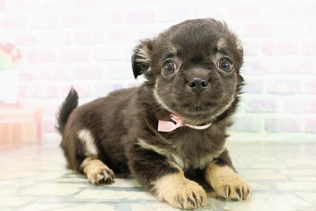 北海道のチワワ(ロング) (Coo&RIKU函館店/2026年3月13日生まれ/女の子/ブラックタン)の子犬の3枚目の画像