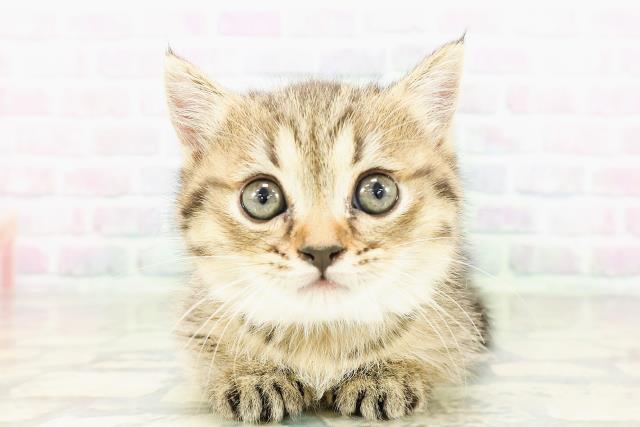 東京都のミヌエット (Coo&RIKU三軒茶屋店/2026年3月14日生まれ/女の子/ブラウンタビー)の子猫