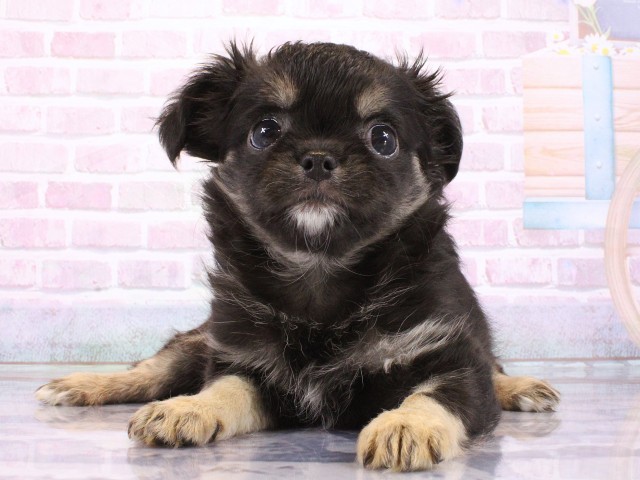 兵庫県のチワワ(ロング) (Coo&RIKU明石店/2026年3月12日生まれ/女の子/ブラックタン)の子犬の1枚目の画像