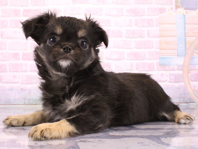兵庫県のチワワ(ロング) (Coo&RIKU明石店/2026年3月12日生まれ/女の子/ブラックタン)の子犬の3枚目の画像