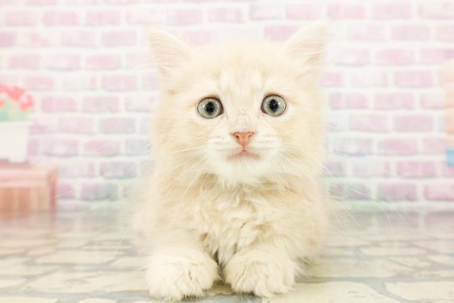 鳥取県のマンチカン (Coo&RIKUラ・ムー鳥取東店/2026年3月2日生まれ/男の子/クリームタビー)の子猫の1枚目の画像