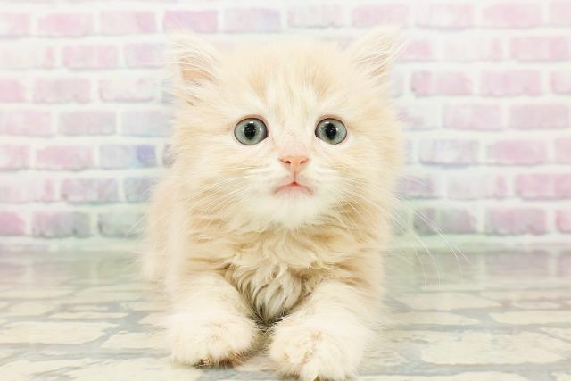 広島県のマンチカン (Coo&RIKU広島北店/2026年3月2日生まれ/男の子/クリームタビー)の子猫の1枚目の画像