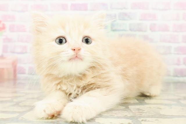 広島県のマンチカン (Coo&RIKU広島北店/2026年3月2日生まれ/男の子/クリームタビー)の子猫の2枚目の画像