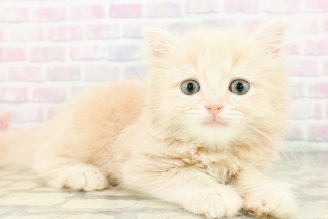 広島県のマンチカン (Coo&RIKU広島北店/2026年3月2日生まれ/男の子/クリームタビー)の子猫の3枚目の画像