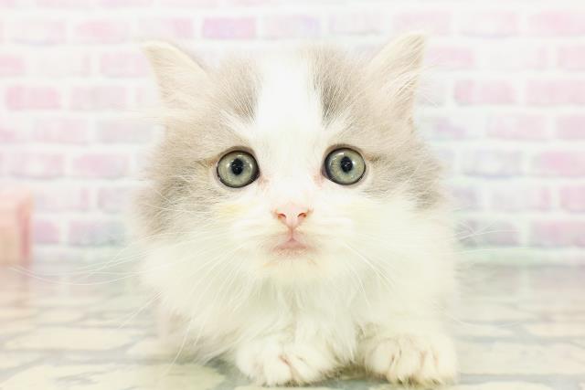 東京都のミヌエット (Coo&RIKU練馬店/2026年3月11日生まれ/男の子/ブルータビーホワイト)の子猫の1枚目の画像