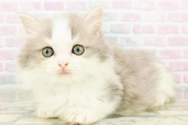 東京都のミヌエット (Coo&RIKU練馬店/2026年3月11日生まれ/男の子/ブルータビーホワイト)の子猫の2枚目の画像