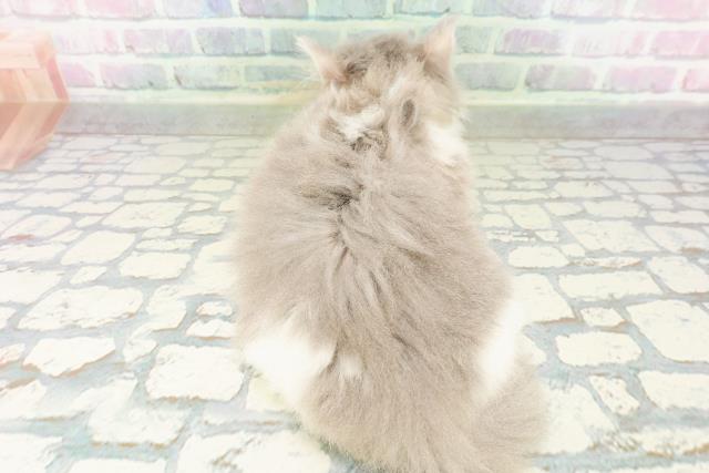 東京都のミヌエット (Coo&RIKU練馬店/2026年3月11日生まれ/男の子/ブルータビーホワイト)の子猫の4枚目の画像