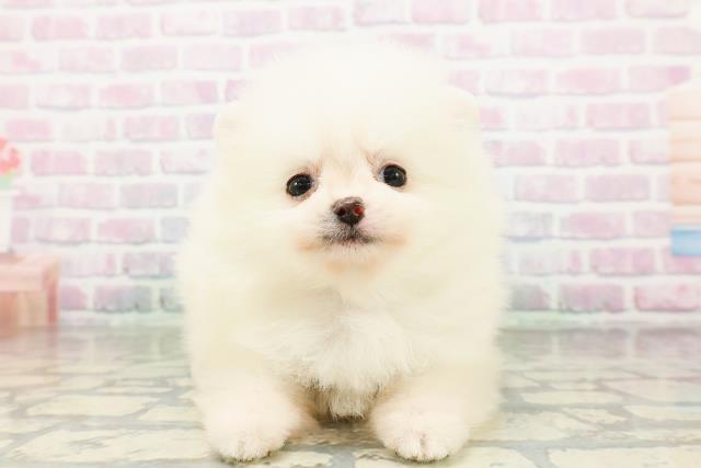 大阪府のポメラニアン (Coo&RIKU高槻店/2026年3月14日生まれ/女の子/クリーム)の子犬