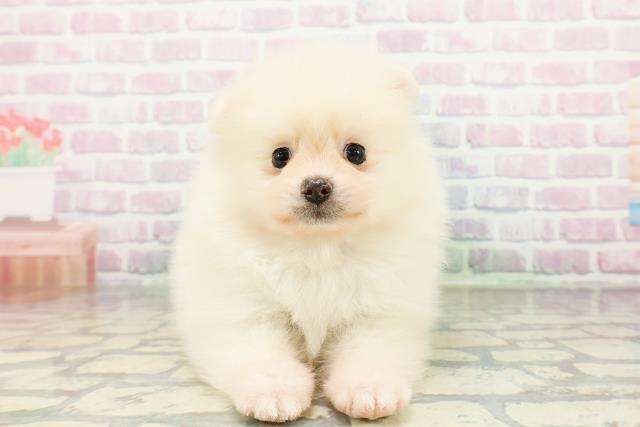 千葉県のポメラニアン (Coo&RIKU木更津店/2026年3月17日生まれ/男の子/クリーム)の子犬