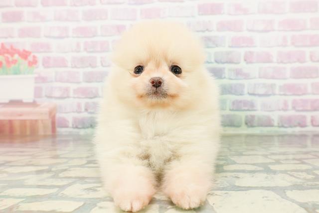 千葉県のポメラニアン (Coo&RIKU市原店/2026年3月17日生まれ/女の子/クリーム)の子犬
