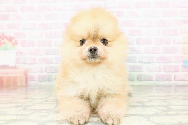 群馬県のポメラニアン (Coo&RIKU藤岡店/2026年3月17日生まれ/女の子/オレンジ)の子犬の1枚目の画像