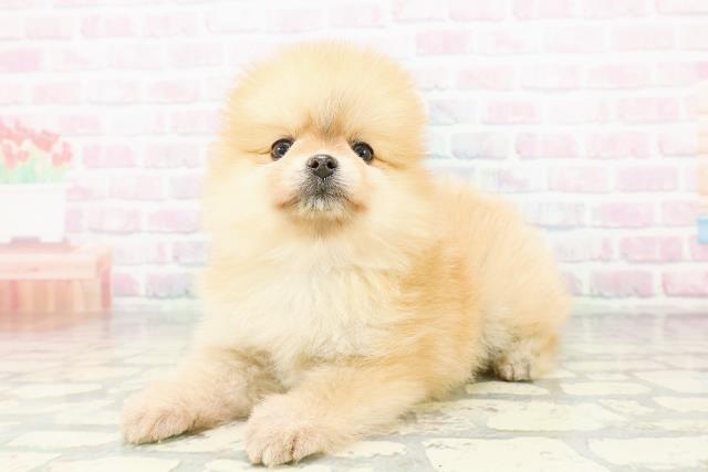 群馬県のポメラニアン (Coo&RIKU藤岡店/2026年3月17日生まれ/女の子/オレンジ)の子犬の2枚目の画像