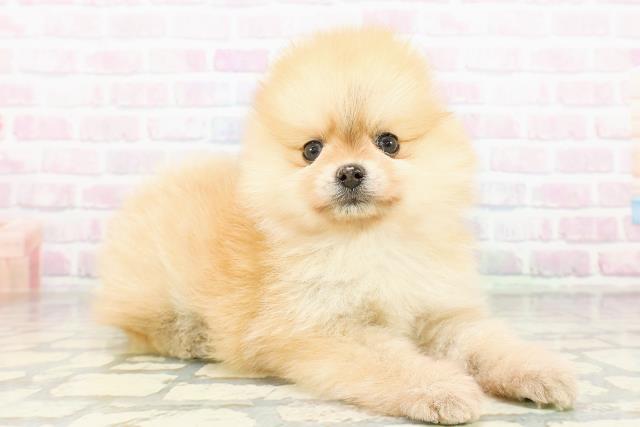 群馬県のポメラニアン (Coo&RIKU藤岡店/2026年3月17日生まれ/女の子/オレンジ)の子犬の3枚目の画像