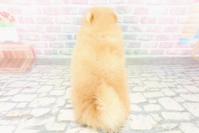 群馬県のポメラニアン (Coo&RIKU藤岡店/2026年3月17日生まれ/女の子/オレンジ)の子犬の4枚目の画像